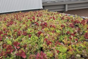 Green Roof