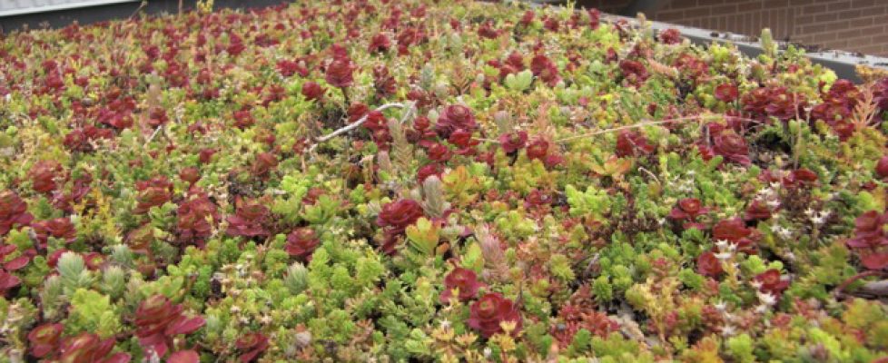 Green Roof